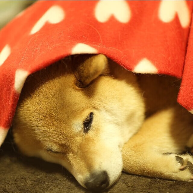 爱游戏app推荐-76人推出互动问答拉近球员与球迷距离，76人球队