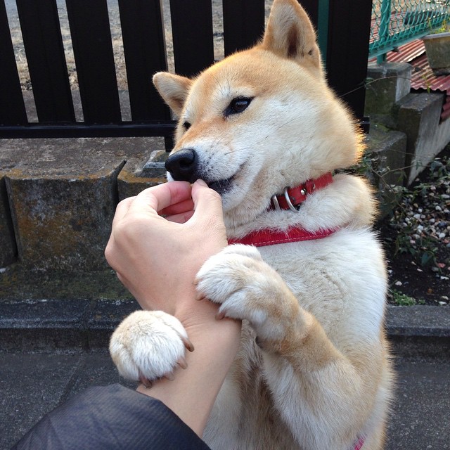 爱游戏体育入口-荷兰水球淘汰赛技战术执行到位，荷兰式篮球